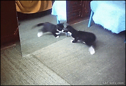 CAT-GIF-Cute-Kitten-battles-himself-in-the-Mirror-PURRfect-Breakdance.gif