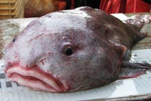 ikan-blobfish-32.jpg