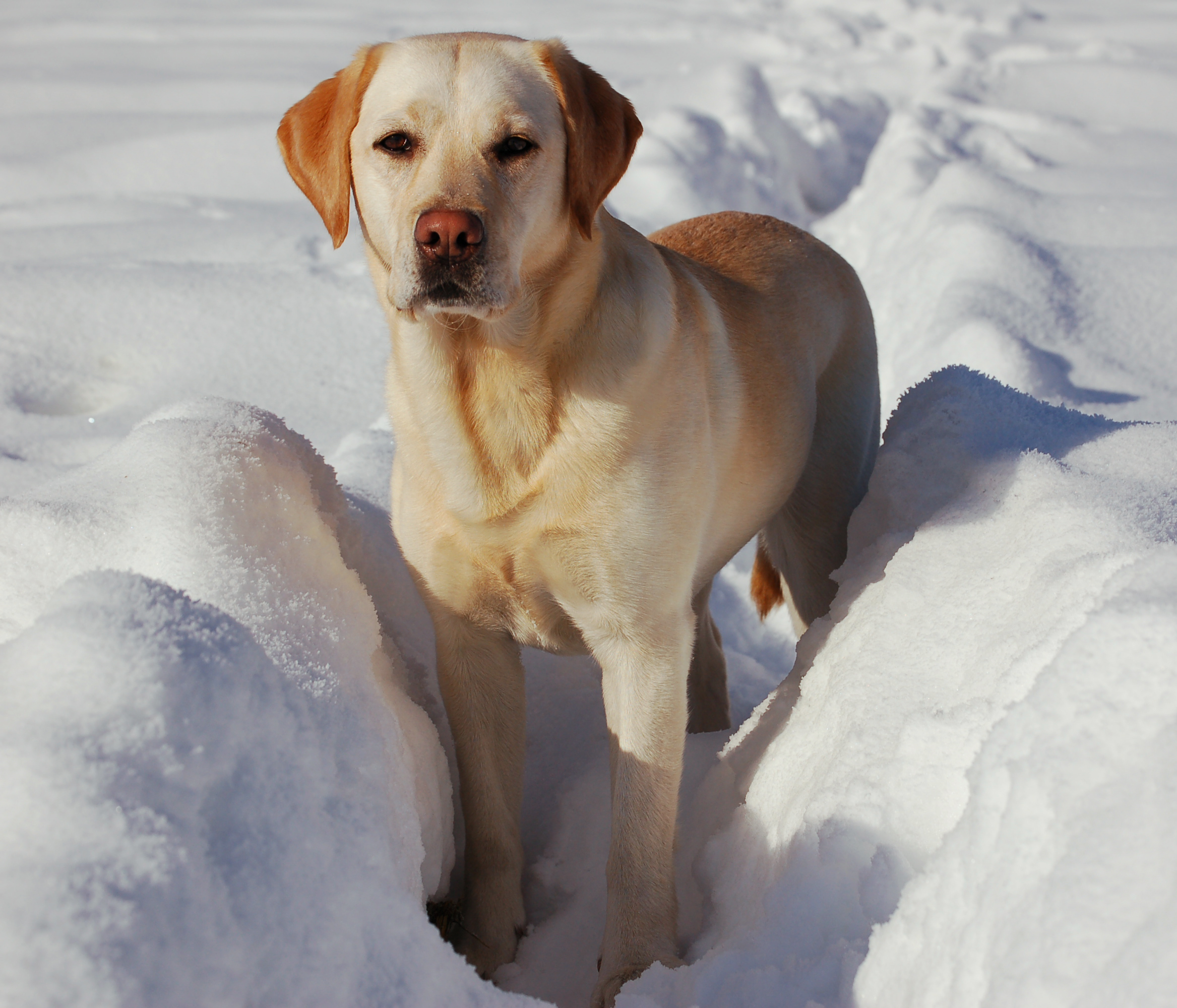 Labrador_Retriever_snow.jpg