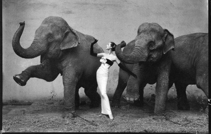 avedon-elephant-picture1.png