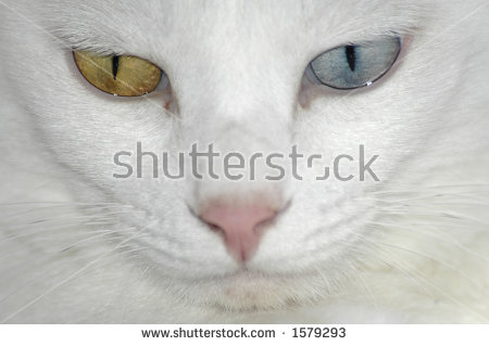 stock-photo-a-close-up-shot-of-a-white-cats-face-the-cat-has-one-golden-eye-and-one-blue-one-1579293.jpg