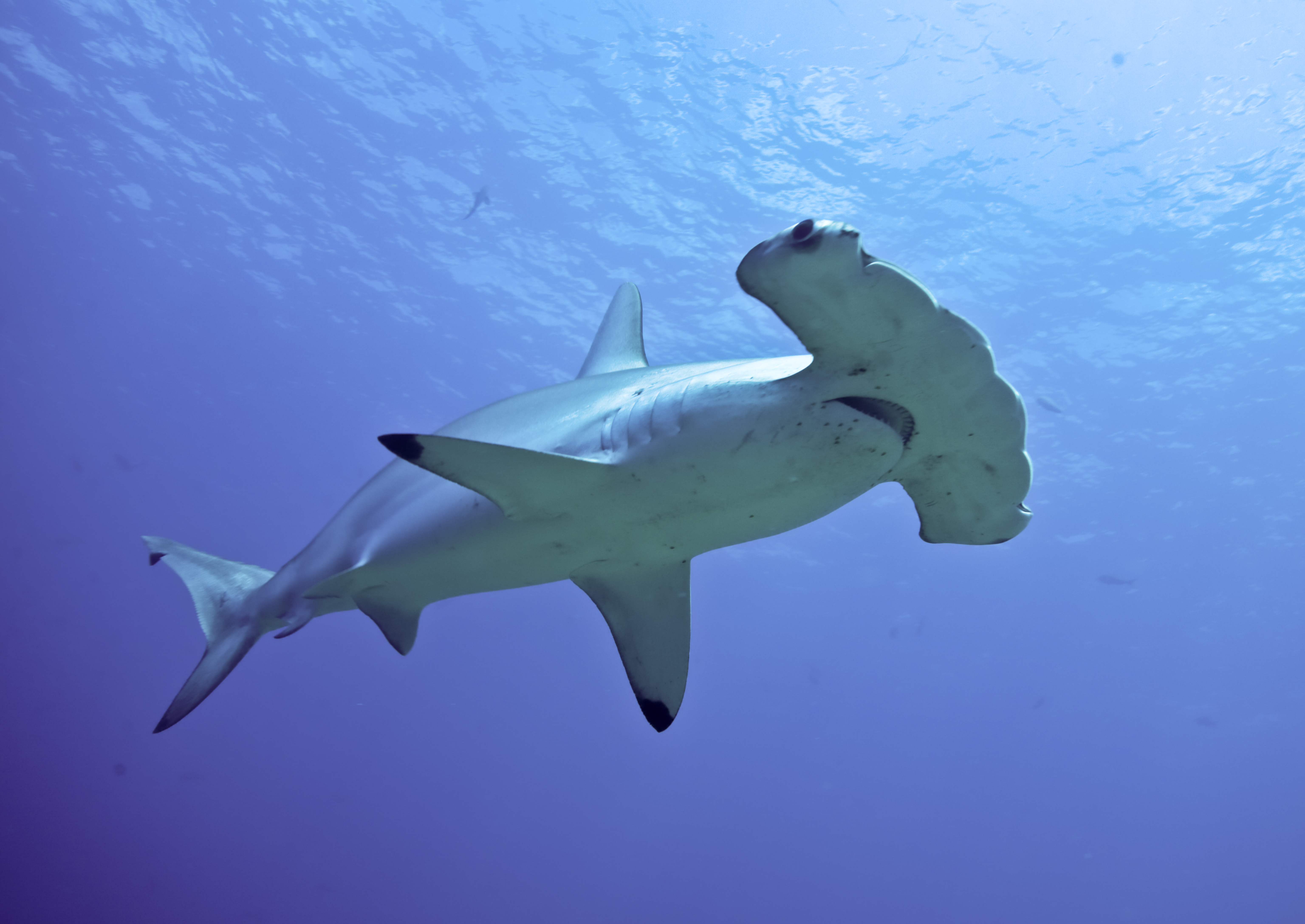 Hammerhaed-shark.jpg