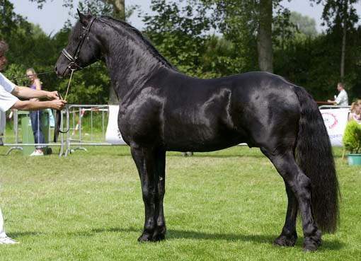 Black-Frisian-Horse-for-Good-and-Lovely-Home510ed8ace1ac1edc0591.jpg