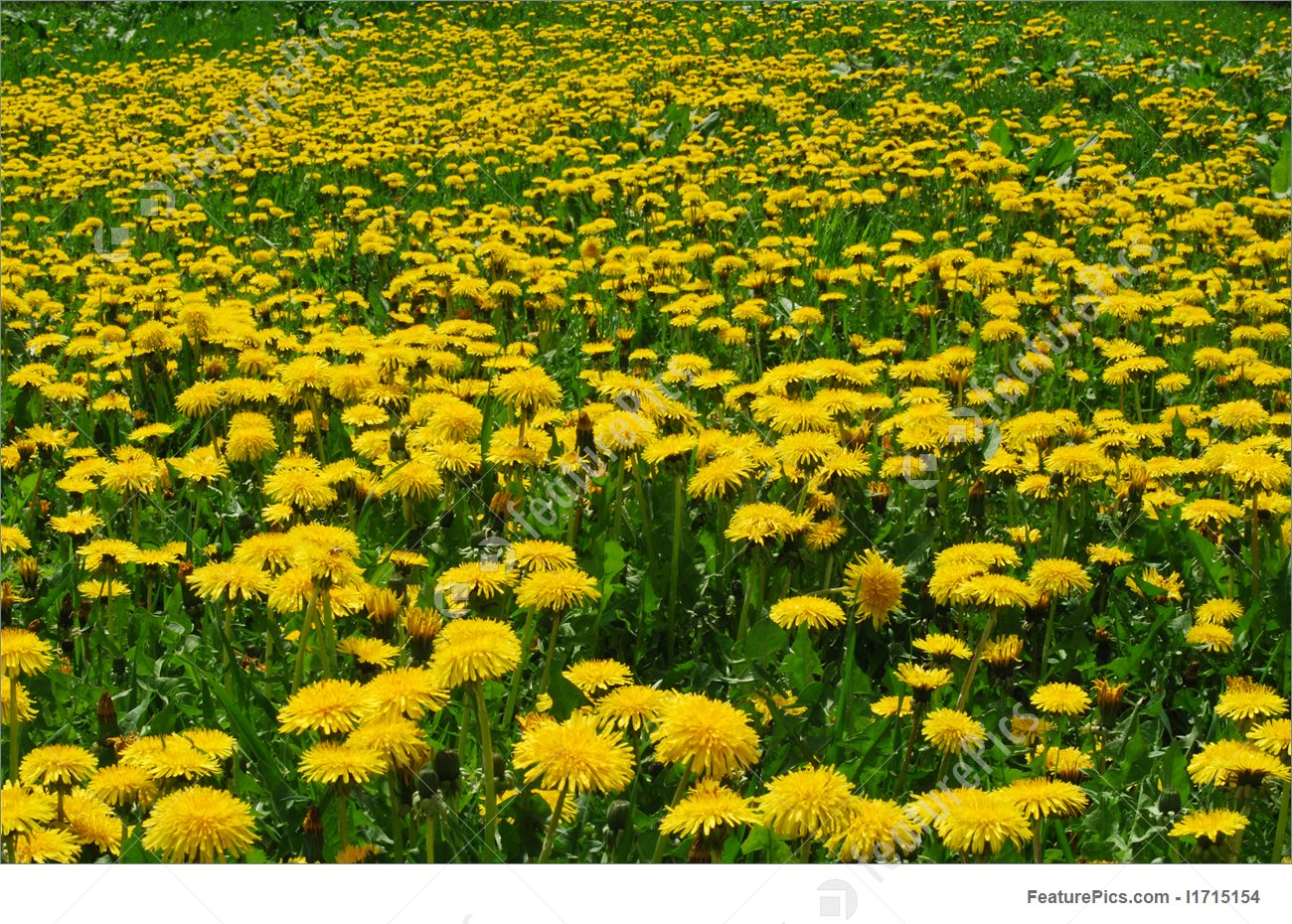 field-of-dandelions-stock-image-715154.jpg