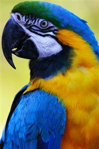 macaw_3.png
